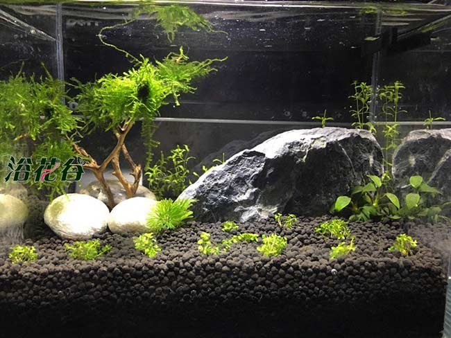 水草泥