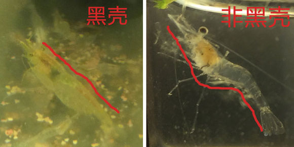 黑壳虾