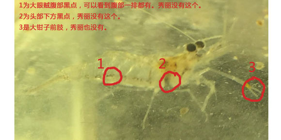 大眼贼