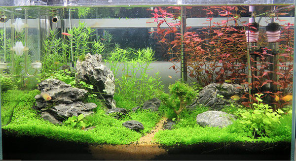 水草缸