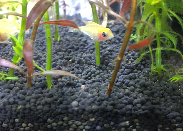 水草泥