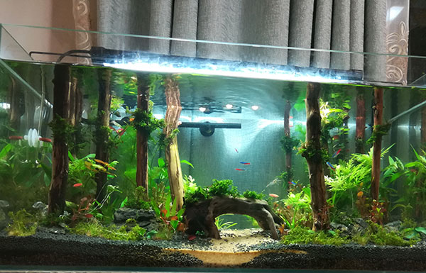 水草缸