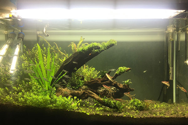 水草缸