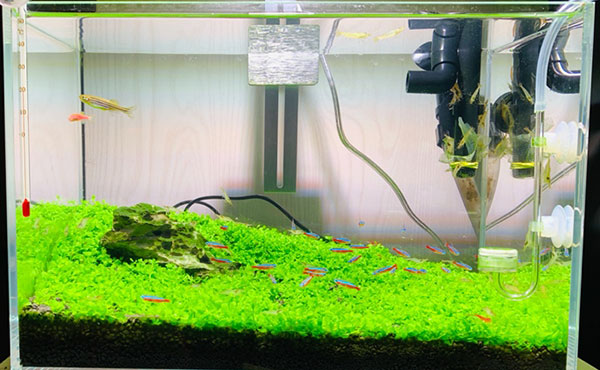 水草缸