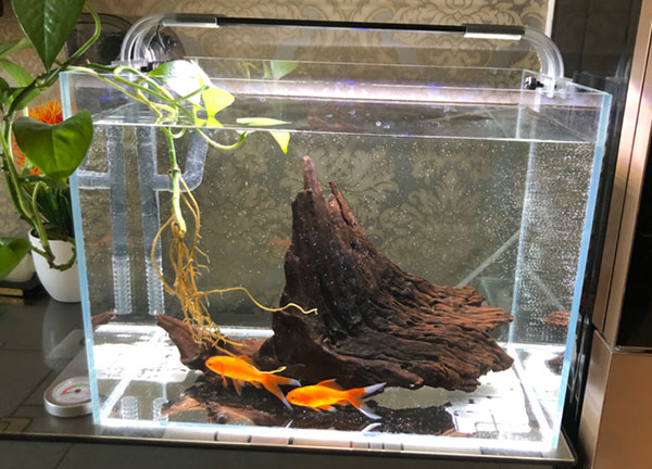 水草缸