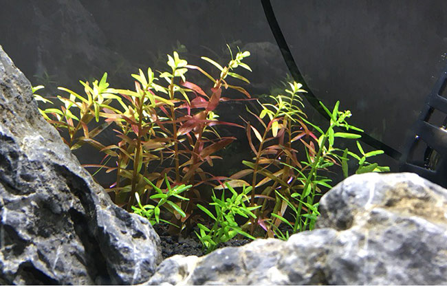 水草