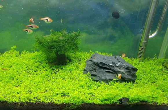 爬地矮珍珠