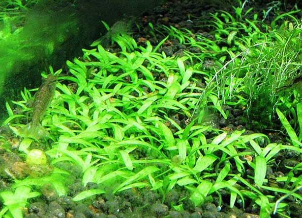 挖耳草