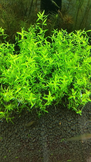 珍珠草
