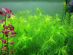 十字牛顿水草好养吗（偏难）