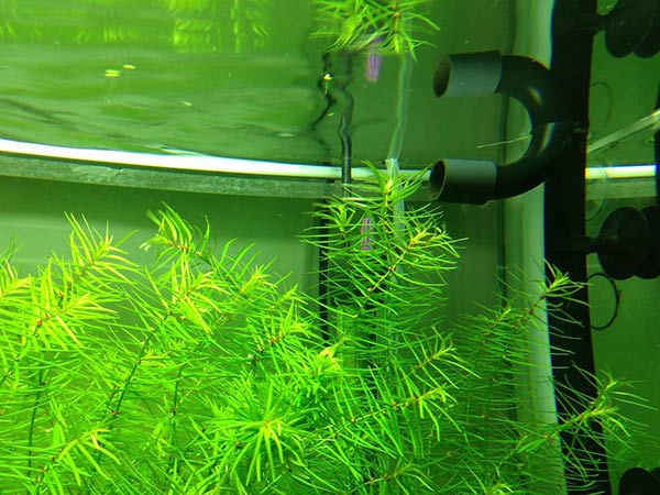 牛顿草