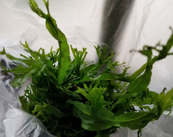 鹿角铁皇冠