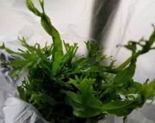 鹿角铁皇冠对灯光要求|需要二氧化碳吗