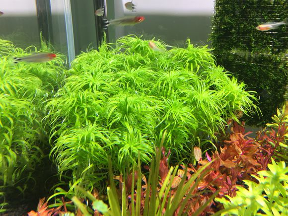 绿太阳水草