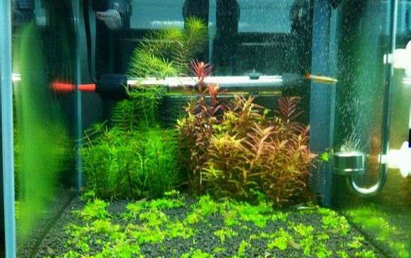 水草