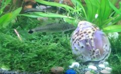 小猴飞狐怎么捞(几种方法)