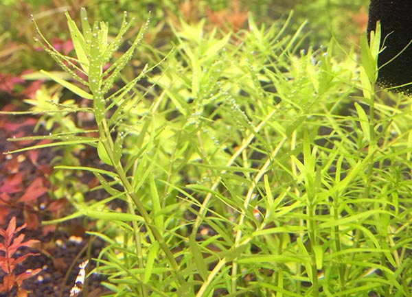 水草冒泡