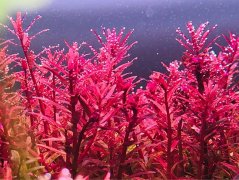 红宫廷水草怎么养(如何打头)