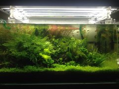 天胡荽水草缺点（实际心得）