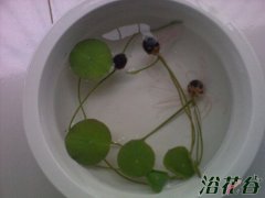 碗莲冬天可以种吗