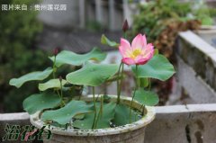 碗莲一定要用塘泥吗