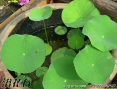 碗莲一盆能种几颗（碗莲种植密度）