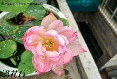 碗莲不用泥可以养吗(别天真了)