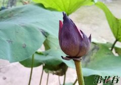 碗莲花苞没开就枯萎了