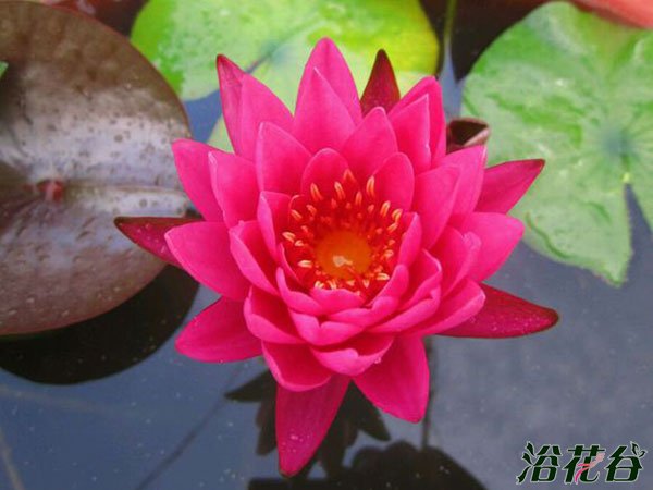 睡莲谭群Nymphaea 'Tan-khwan'