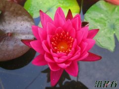 睡莲谭群Nymphaea Tan-khwan