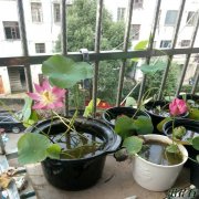 碗莲可以一直水养吗，必须有泥