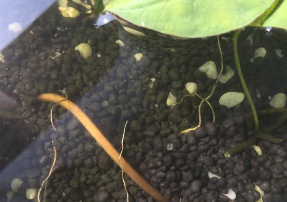 水草泥能种碗莲吗