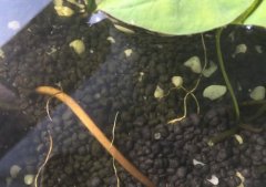 水草泥能种碗莲吗