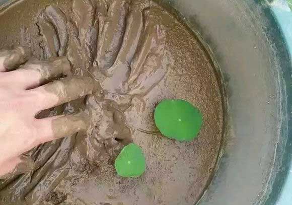 碗莲移栽