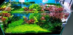 草缸有必要买冷水机吗