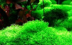 鹿角苔繁殖方法