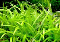 针叶皇冠水草好养么
