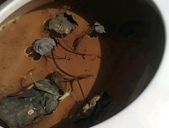 碗莲出水就干尖怎么办