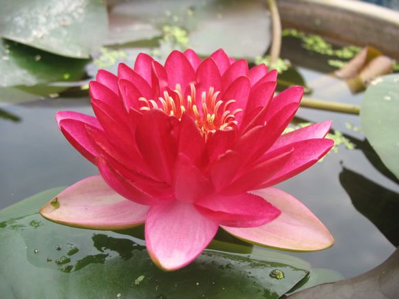 曼妮红睡莲