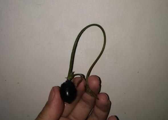 碗莲出水就干尖怎么办