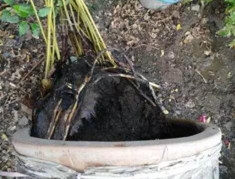 水缸种藕用什么土