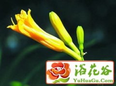 野菜虽然有营养但不可多吃