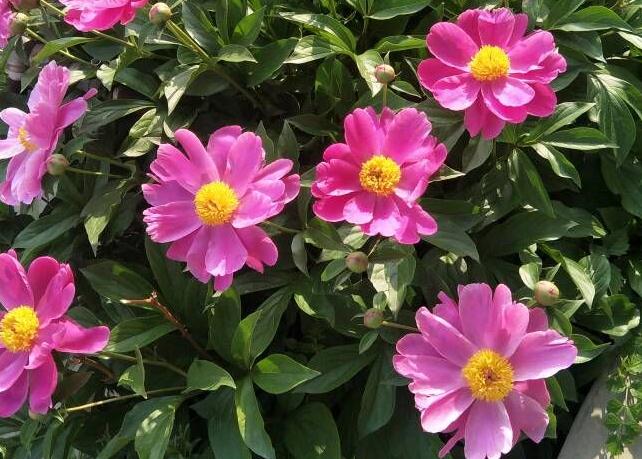 <a href='https://www.861230.com/guanhuazhiwu/6751.html' target='_blank'><u>芍药</u></a>盆栽夏天能晒太阳吗