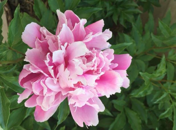 <a href='https://www.861230.com/guanhuazhiwu/6751.html' target='_blank'><u>芍药</u></a>盆栽夏天能晒太阳吗