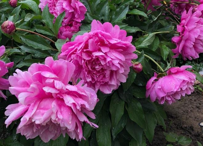 <a href='https://www.861230.com/guanhuazhiwu/6751.html' target='_blank'><u>芍药</u></a>盆栽夏天能晒太阳吗