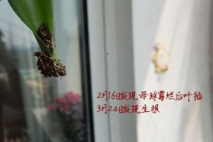 立金花扦插方法（叶插）