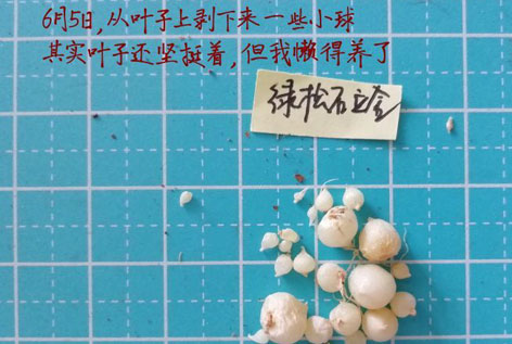 立金花扦插方法