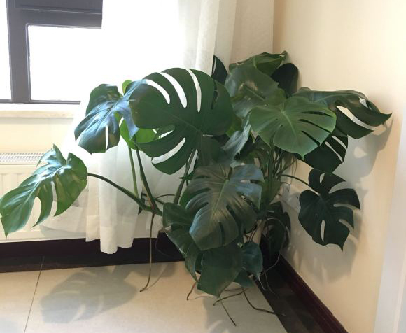 春天要不要给花翻盆