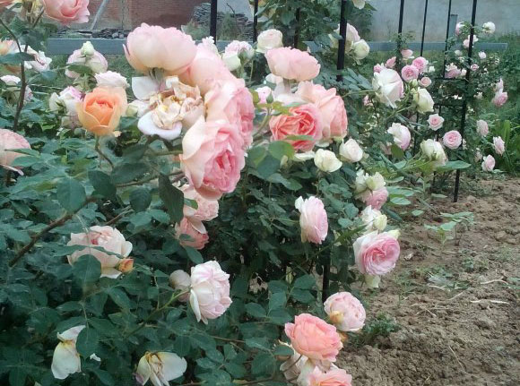 给花施肥用什么肥料