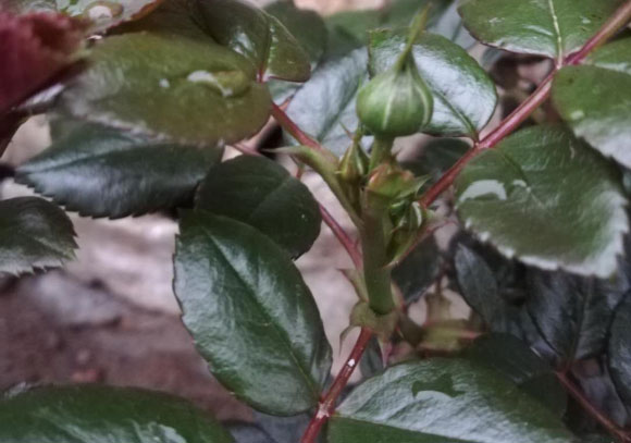 给花施肥用什么肥料